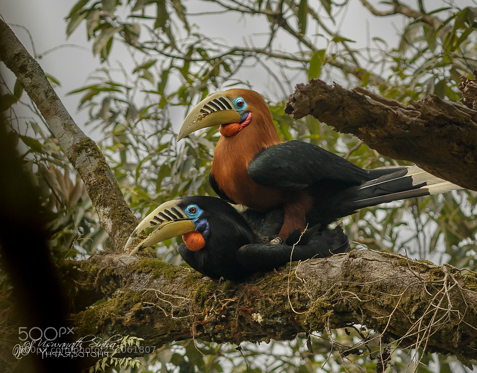 Canon EOS 5D Mark IV sample photo. Mating rufous necked hornbill photography