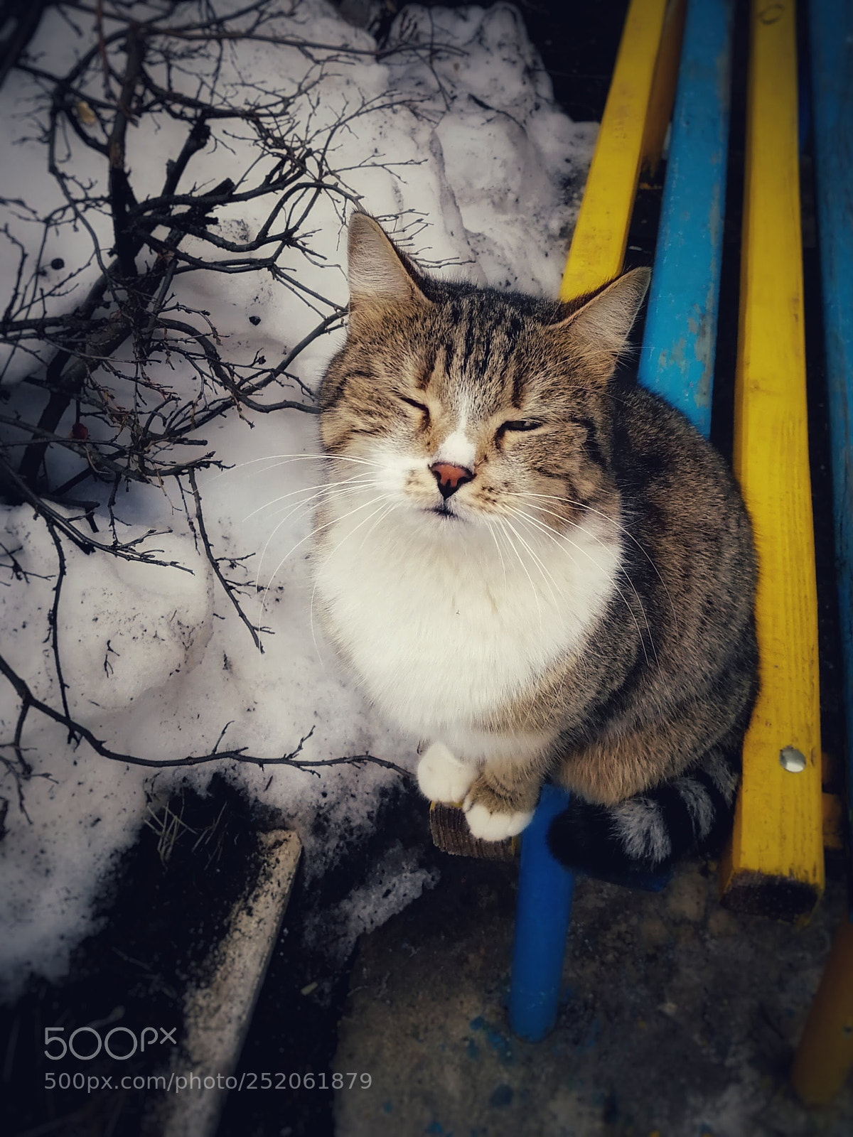 HUAWEI Honor 9 sample photo. Cat photography