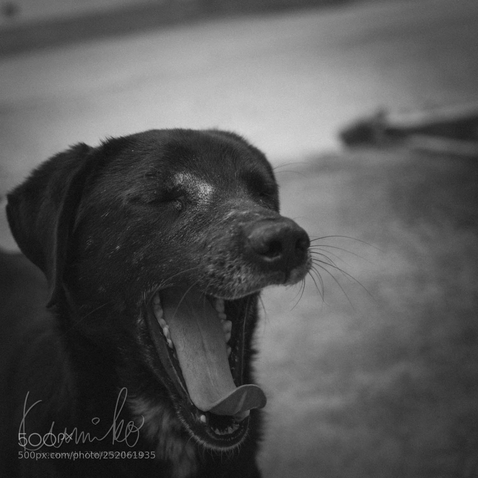 Canon EOS 6D Mark II sample photo. Nap time photography