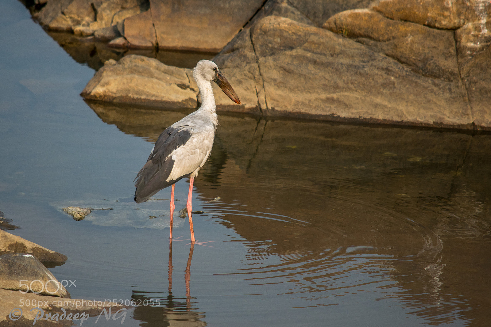 Nikon D3300 sample photo. Asian openbill photography
