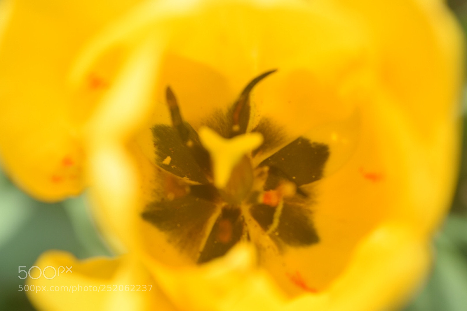 Nikon D3300 sample photo. Tulip photography