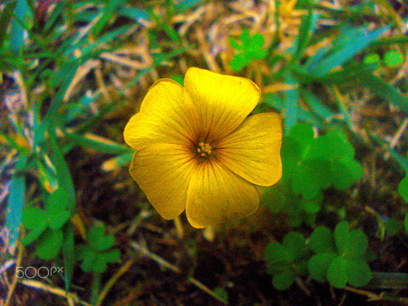 Sony DSC-W55 sample photo. Golden coin. photography