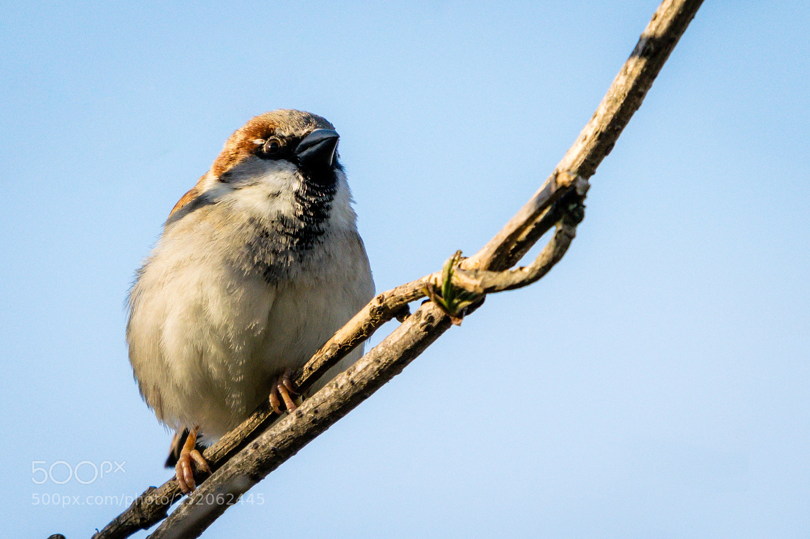 Nikon D5300 sample photo. Birdie photography
