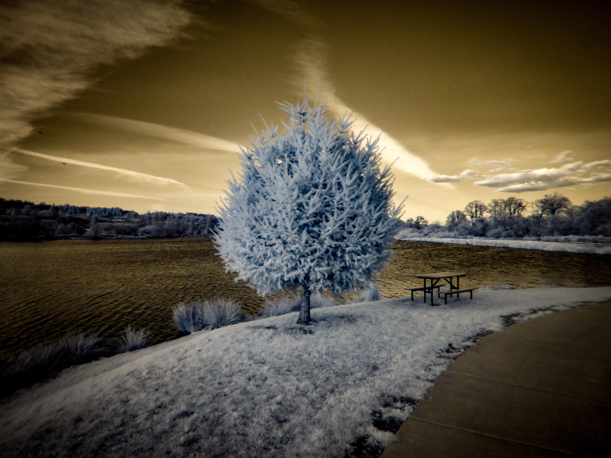 Panasonic Lumix DMC-ZS50 (Lumix DMC-TZ70) sample photo. Infrared tree photography