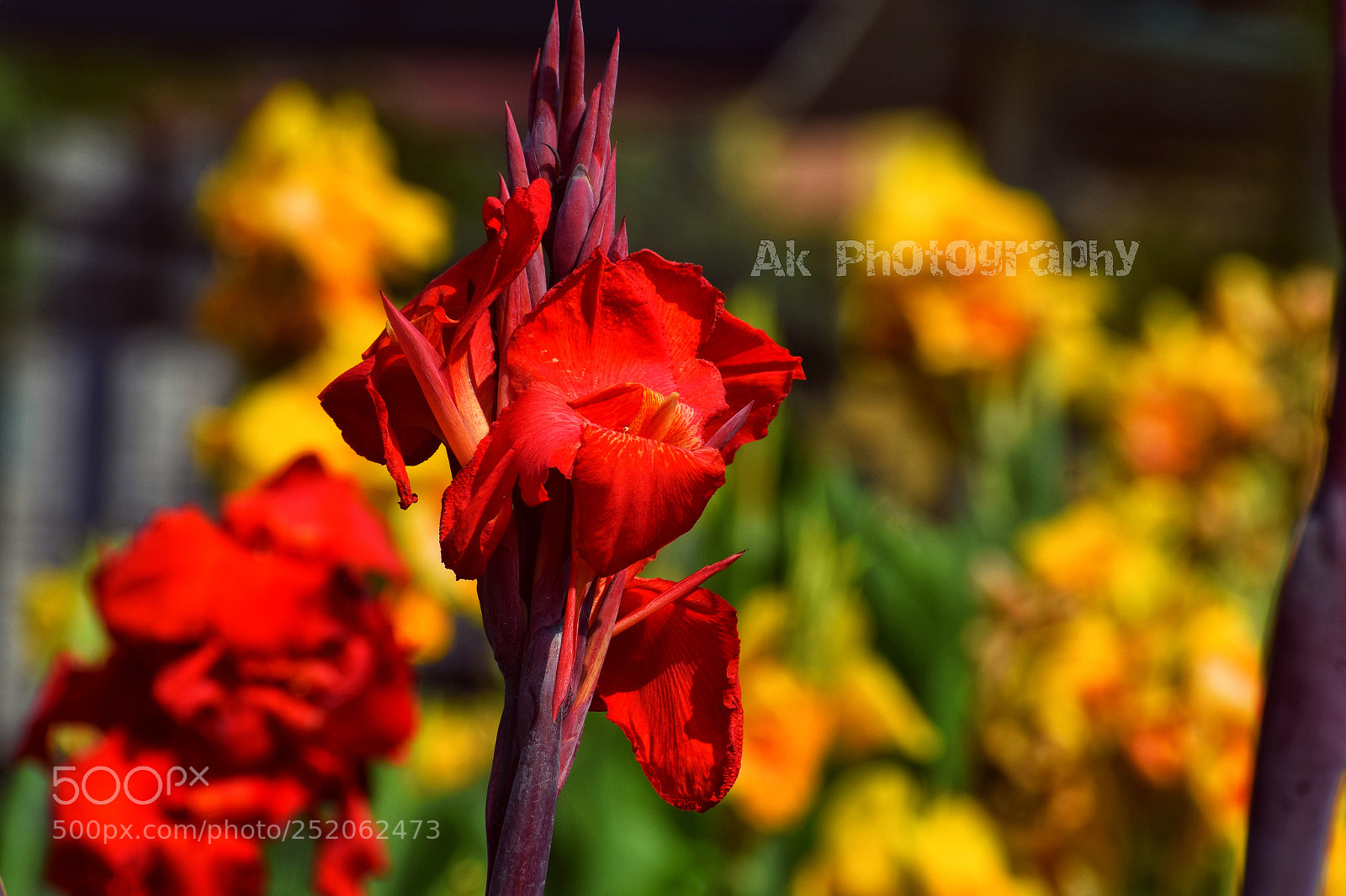 Nikon D3300 sample photo. Red photography