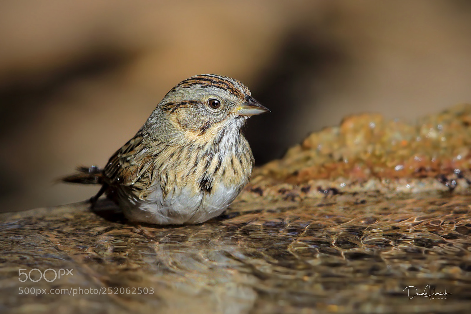 Canon EOS 5D Mark IV sample photo. Lincoln's sparrow photography