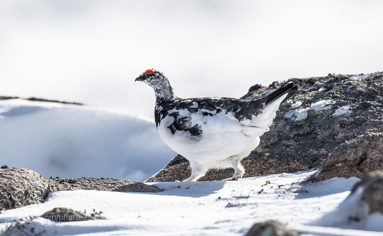 Nikon D500 sample photo. Male ptarmigan photography