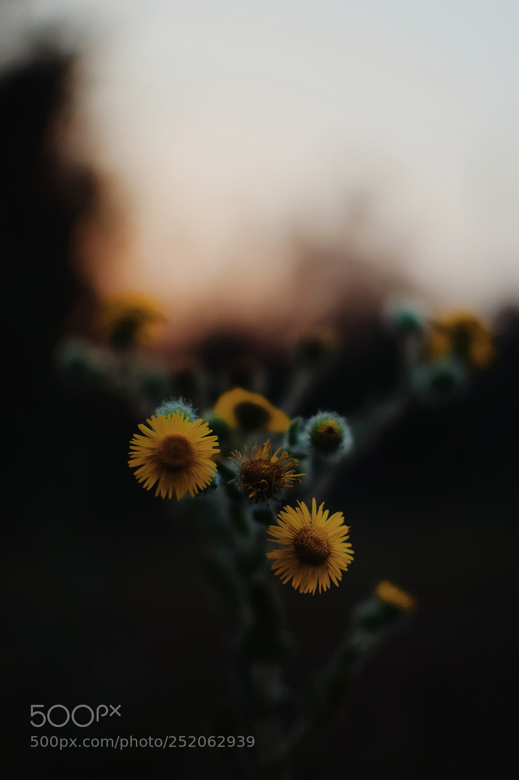 Nikon D5300 sample photo. Untitled photography