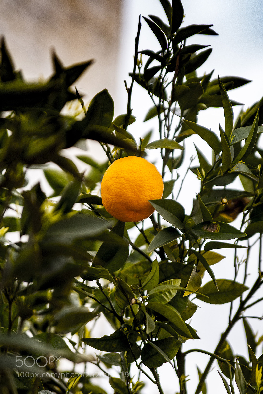 Nikon D610 sample photo. Reto fotografía mandarina photography