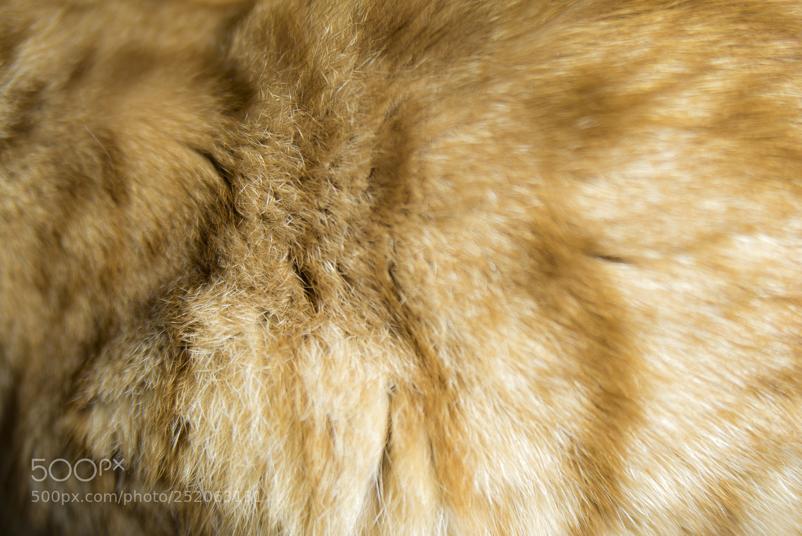 Nikon D610 sample photo. Reto fotografía terciopelo photography