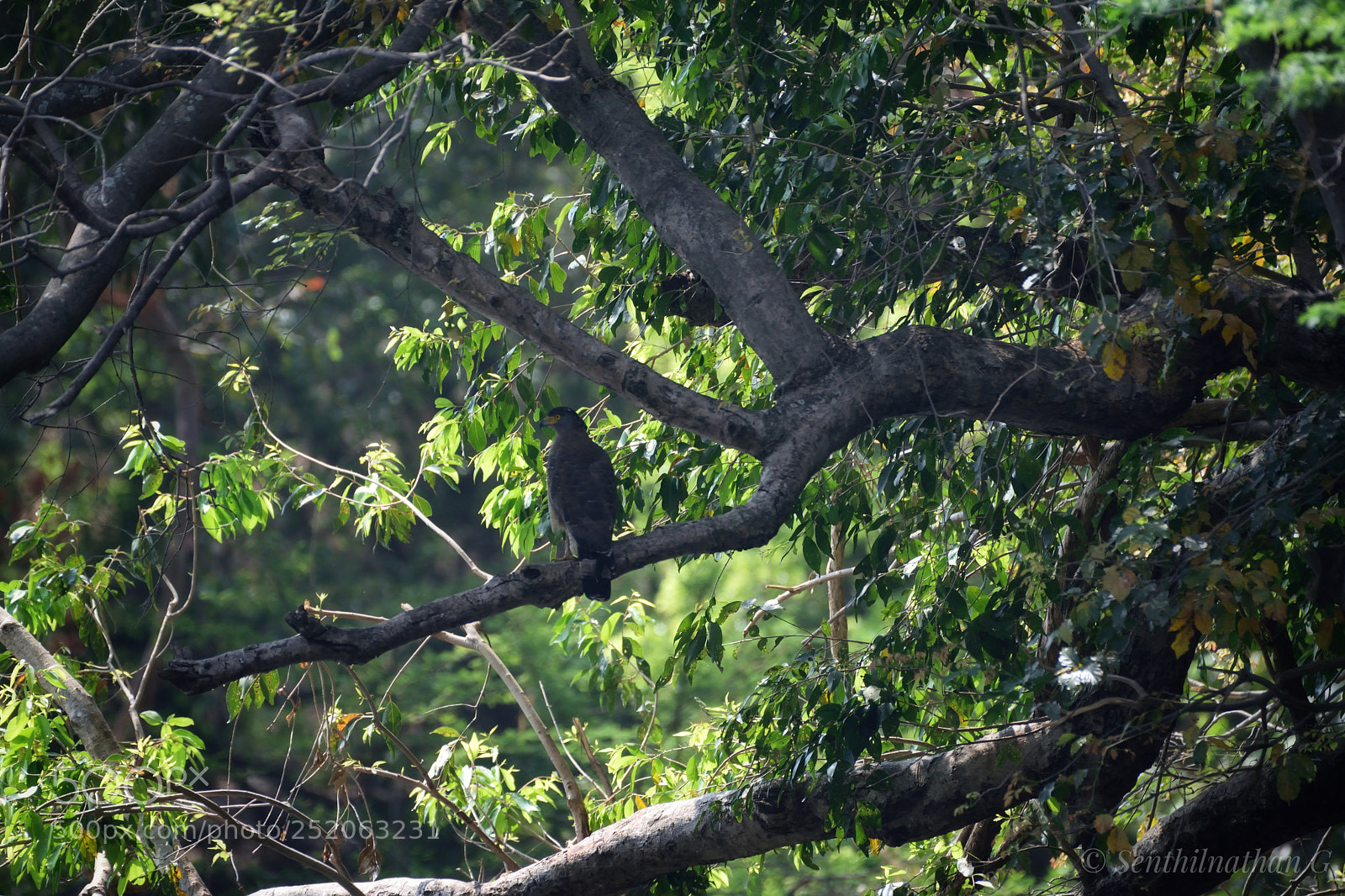 Nikon D5300 sample photo. Crested serphant eagle photography