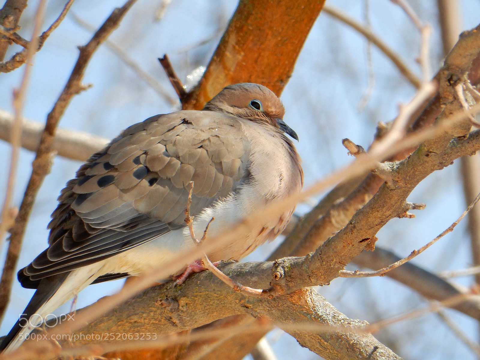 Nikon Coolpix S9900 sample photo. Song bird dove photography