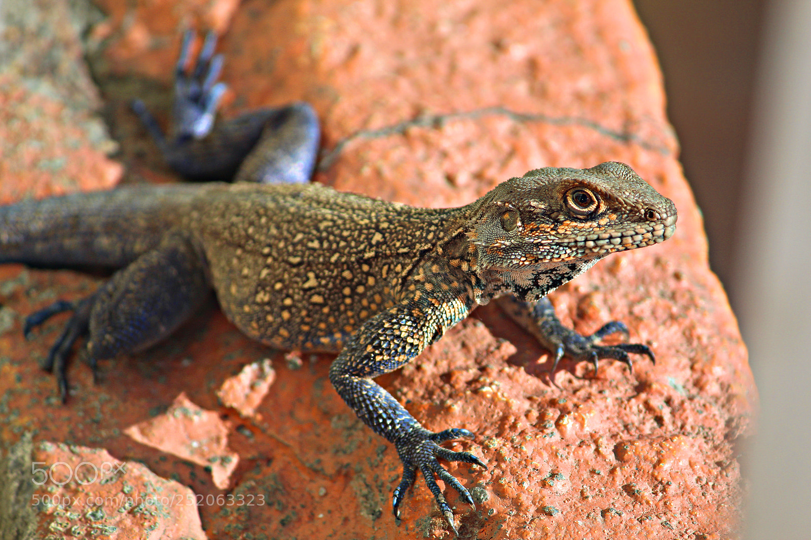 Canon EOS 1300D (EOS Rebel T6 / EOS Kiss X80) sample photo. Dragon lizard photography