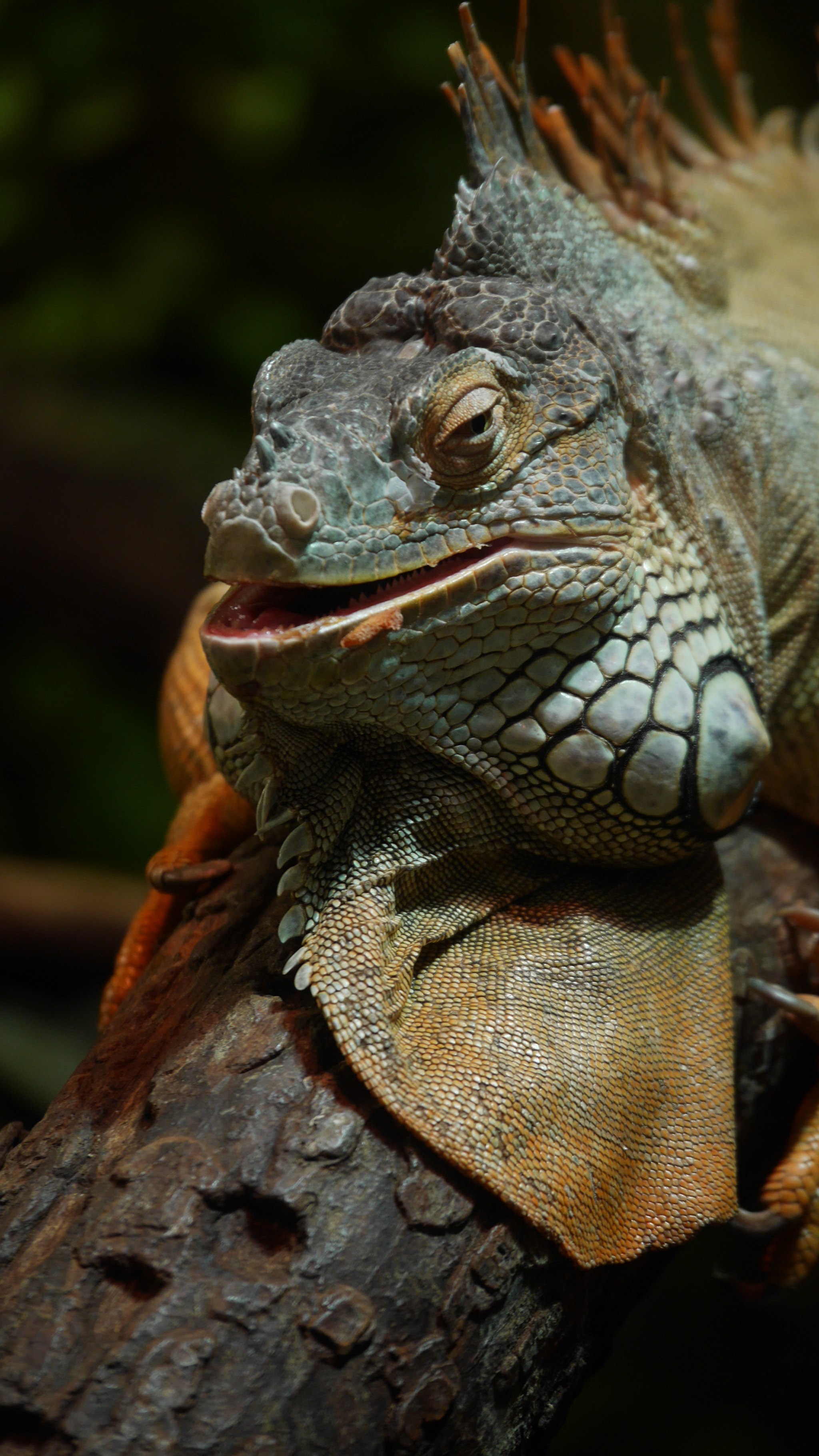 Panasonic Lumix DMC-GF7 sample photo. Iguana photography