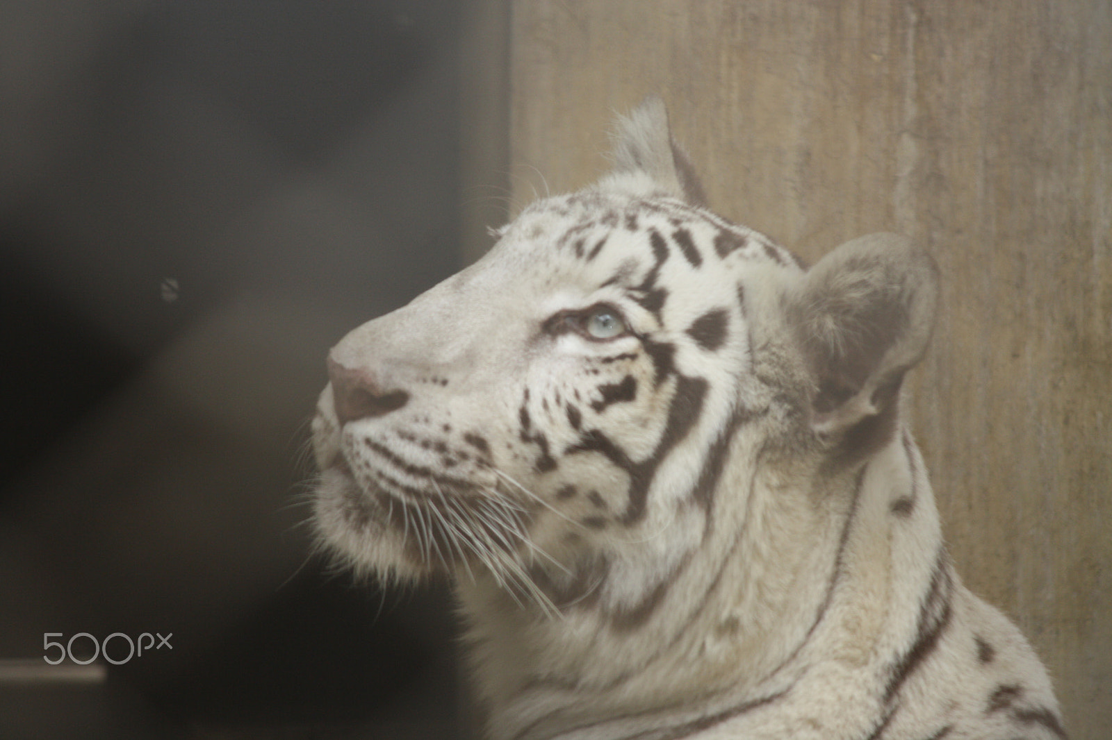 Canon EF-S 55-250mm F4-5.6 IS sample photo. Copy photography
