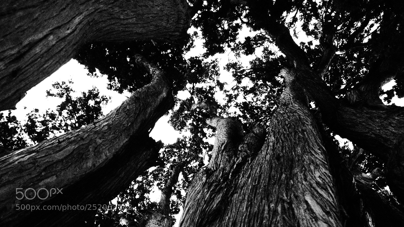 Olympus OM-D E-M10 II sample photo. Jardin botanico puerto de photography