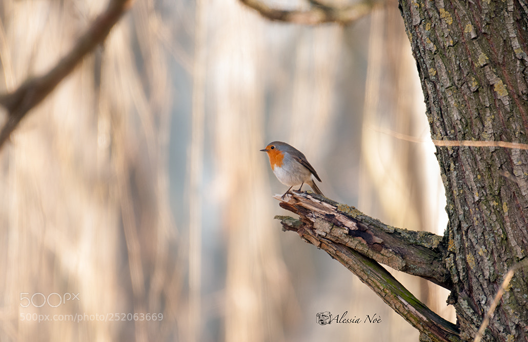 Nikon D300 sample photo. Little robin photography