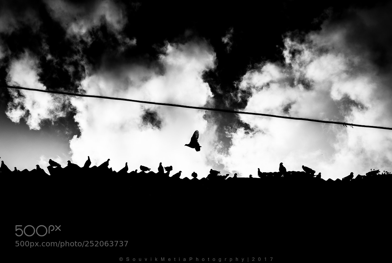 Nikon D5300 sample photo. ||the flying pigeon|| photography