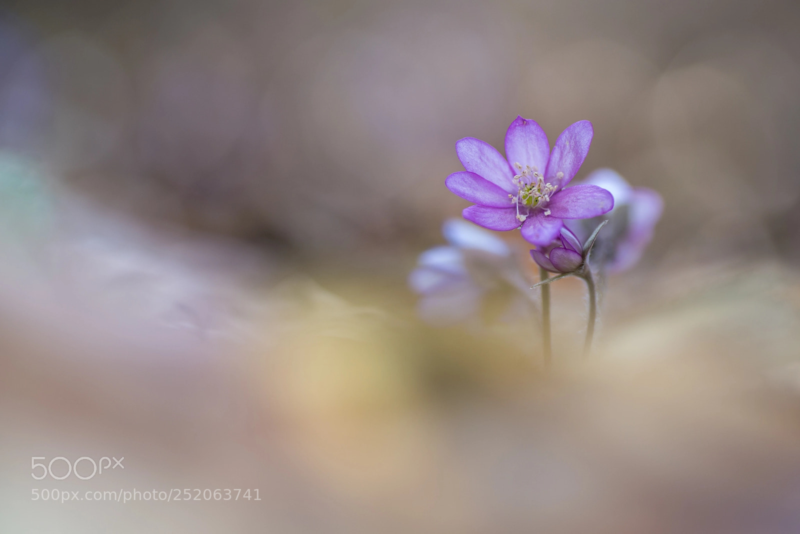 Pentax K-1 sample photo. Rosa leberblümchen photography