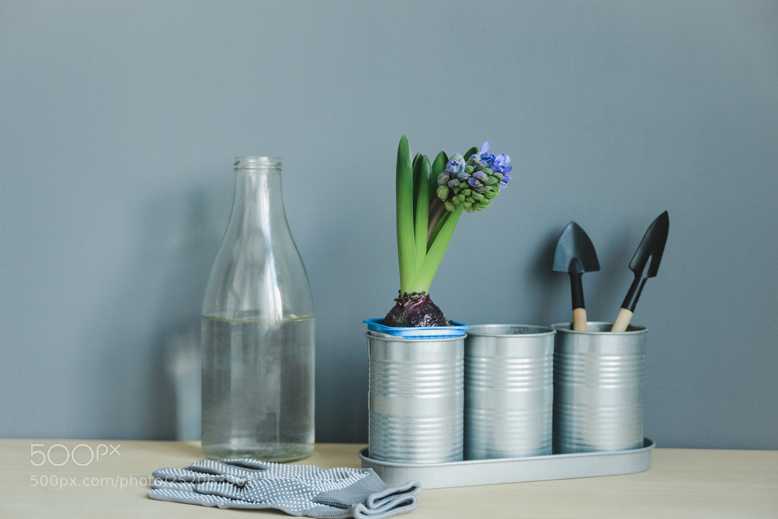 Nikon D600 sample photo. Hyacinth mix plant photography