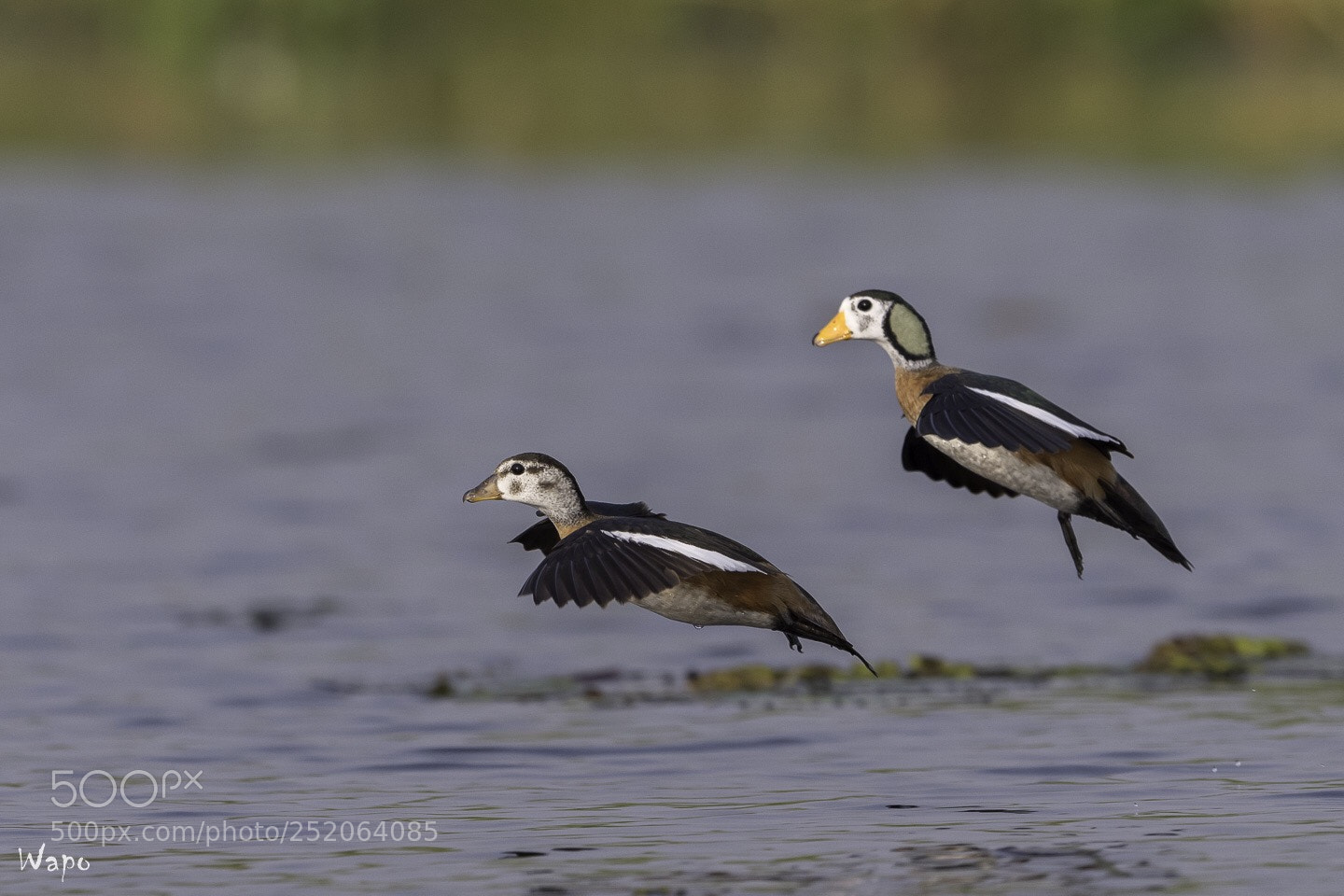 Nikon D500 sample photo. African pygmy-goose - nettapus photography