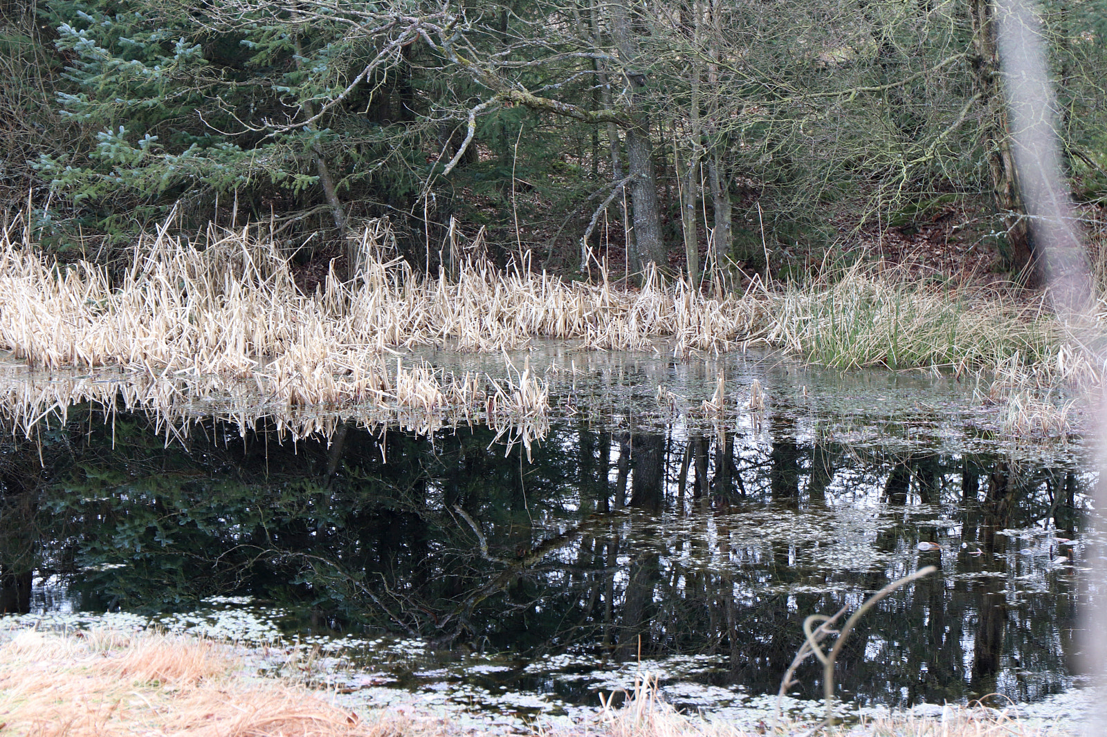 Canon EOS 77D (EOS 9000D / EOS 770D) sample photo. Mirror photography