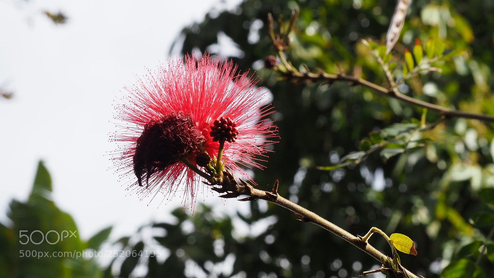 Olympus OM-D E-M10 II sample photo. Jardin botanico puerto de photography