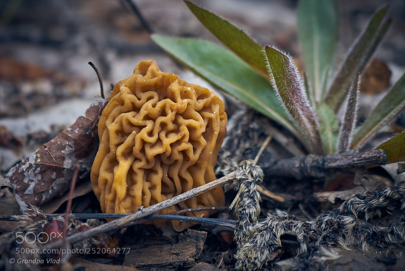 Canon EOS 1100D (EOS Rebel T3 / EOS Kiss X50) sample photo. A spring mushroom... photography