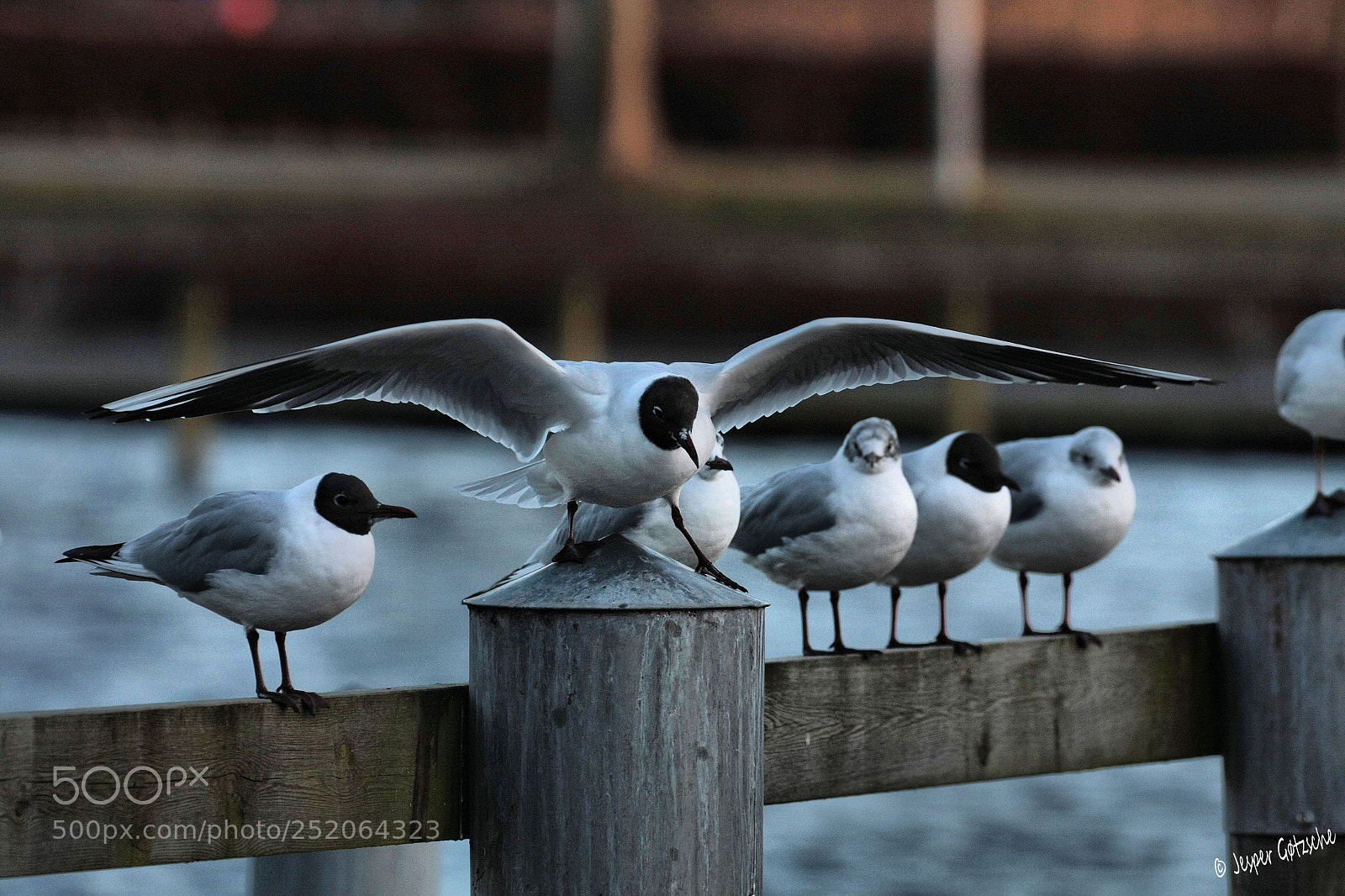 Canon EOS 40D sample photo. Seagull photography
