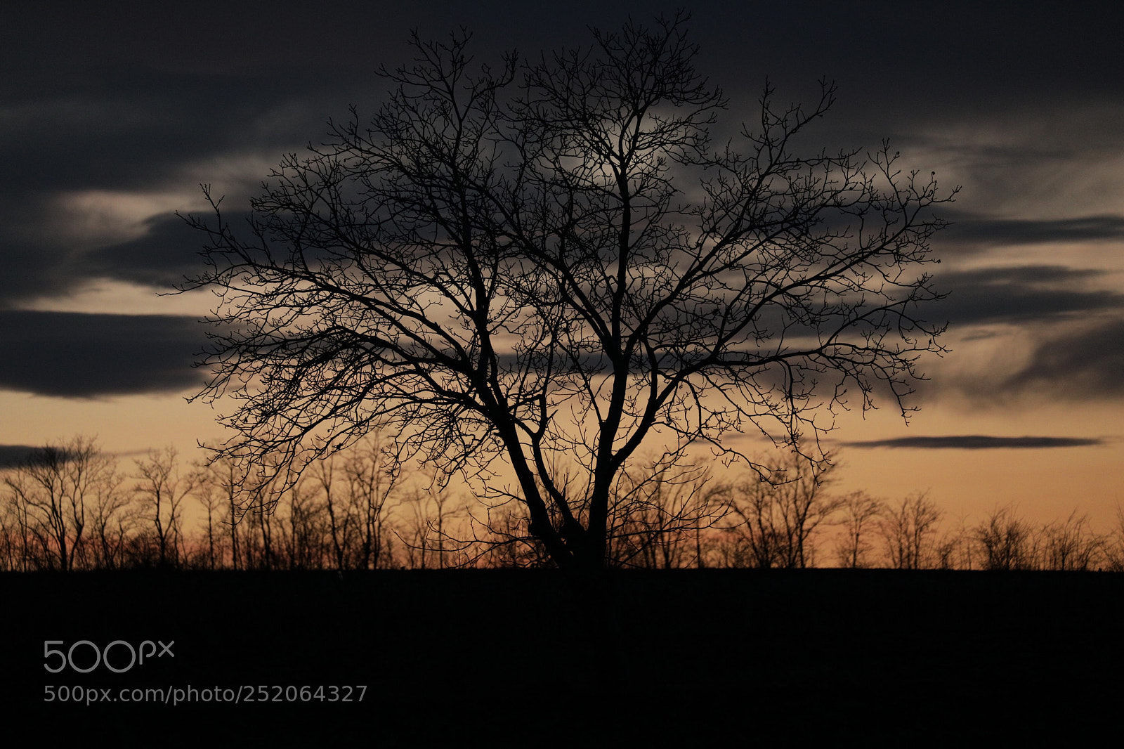 Canon EOS 5D Mark IV sample photo. Untitled photography