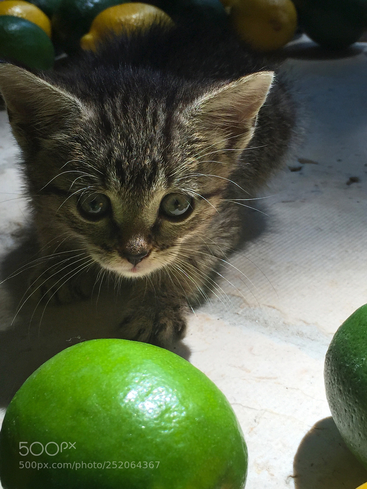 Apple iPhone 6 Plus sample photo. Kitten tiger-lily lemons (©gr) photography