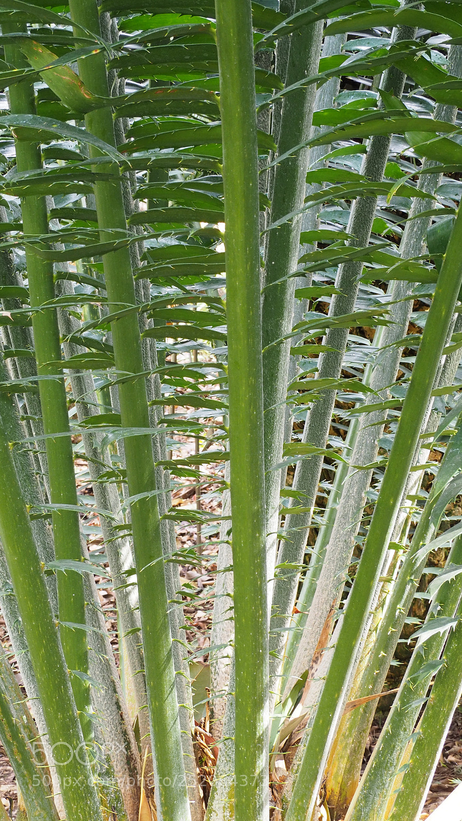 Olympus OM-D E-M10 II sample photo. Jardin botanico puerto de photography