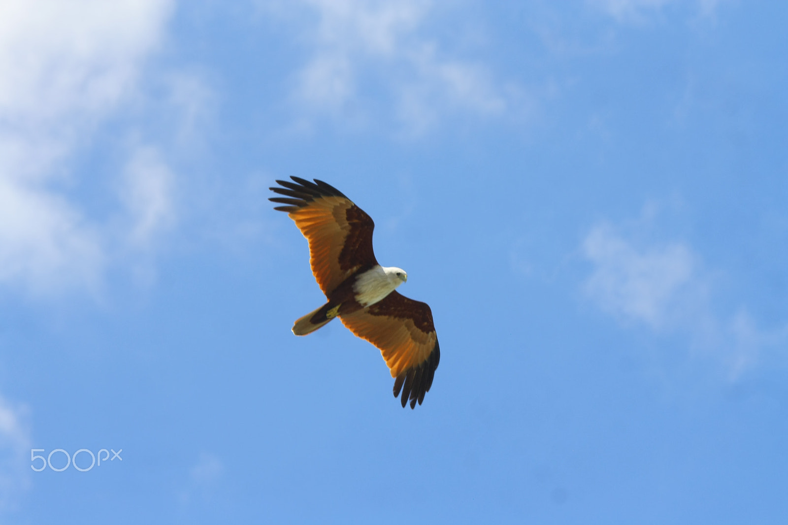 Canon EF-S 55-250mm F4-5.6 IS sample photo. Img photography