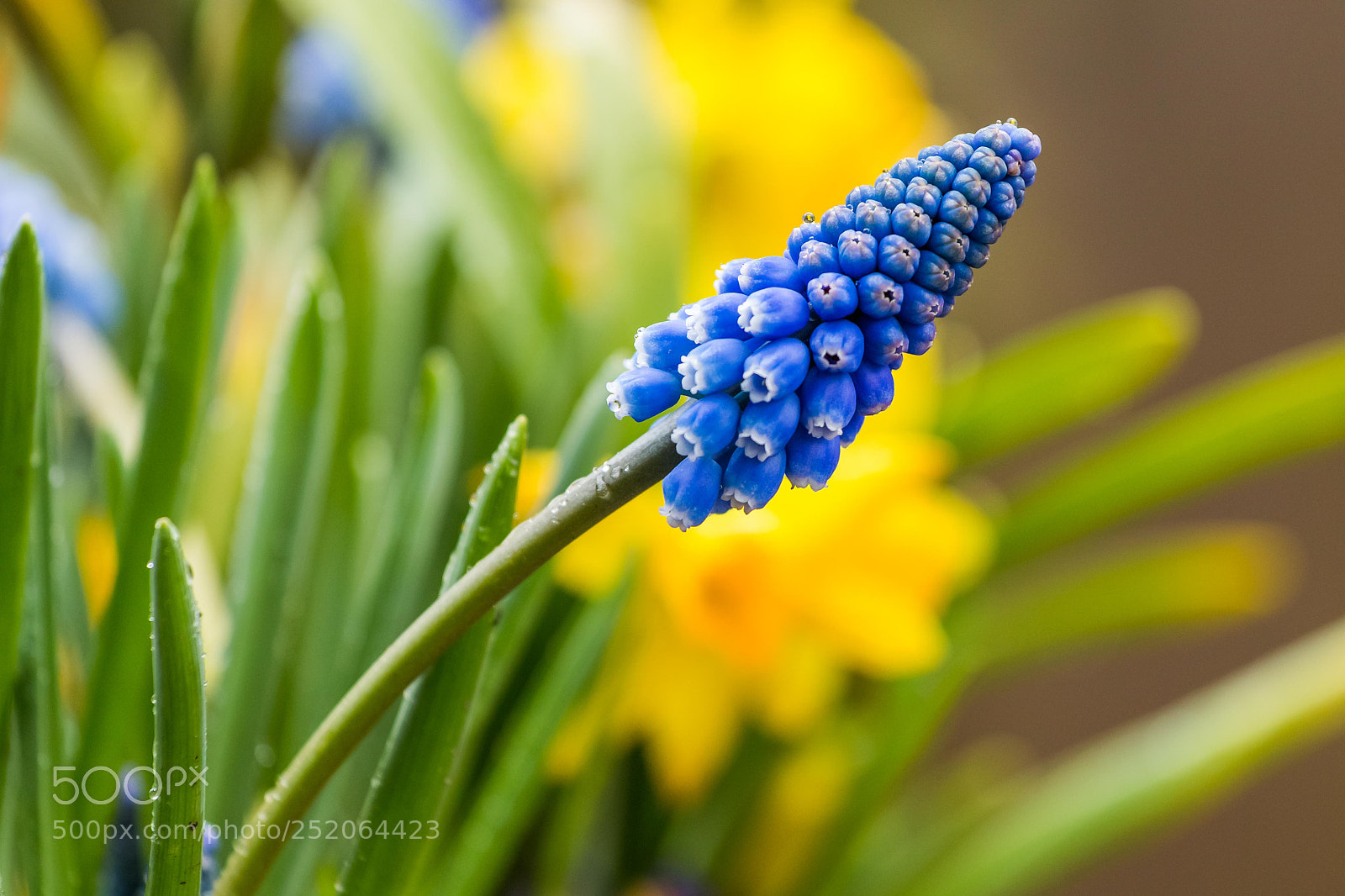 Canon EOS 70D sample photo. Spring is here photography