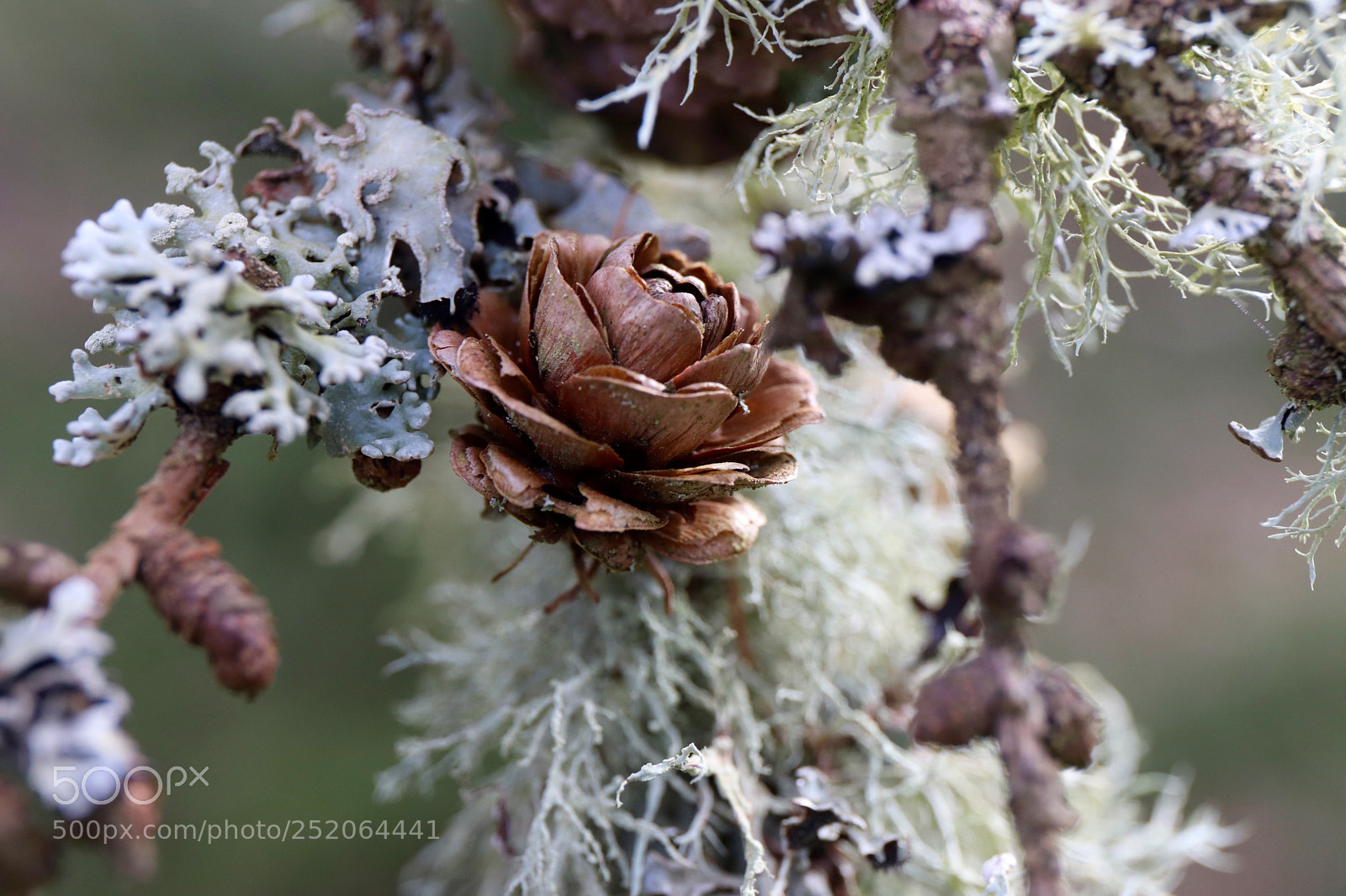 Canon EOS 77D (EOS 9000D / EOS 770D) sample photo. Larch cone in moss photography