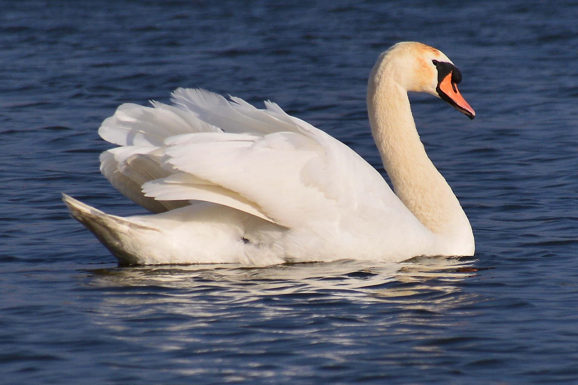 Nikon D3200 + Sigma 18-250mm F3.5-6.3 DC Macro OS HSM sample photo. Great swan photography