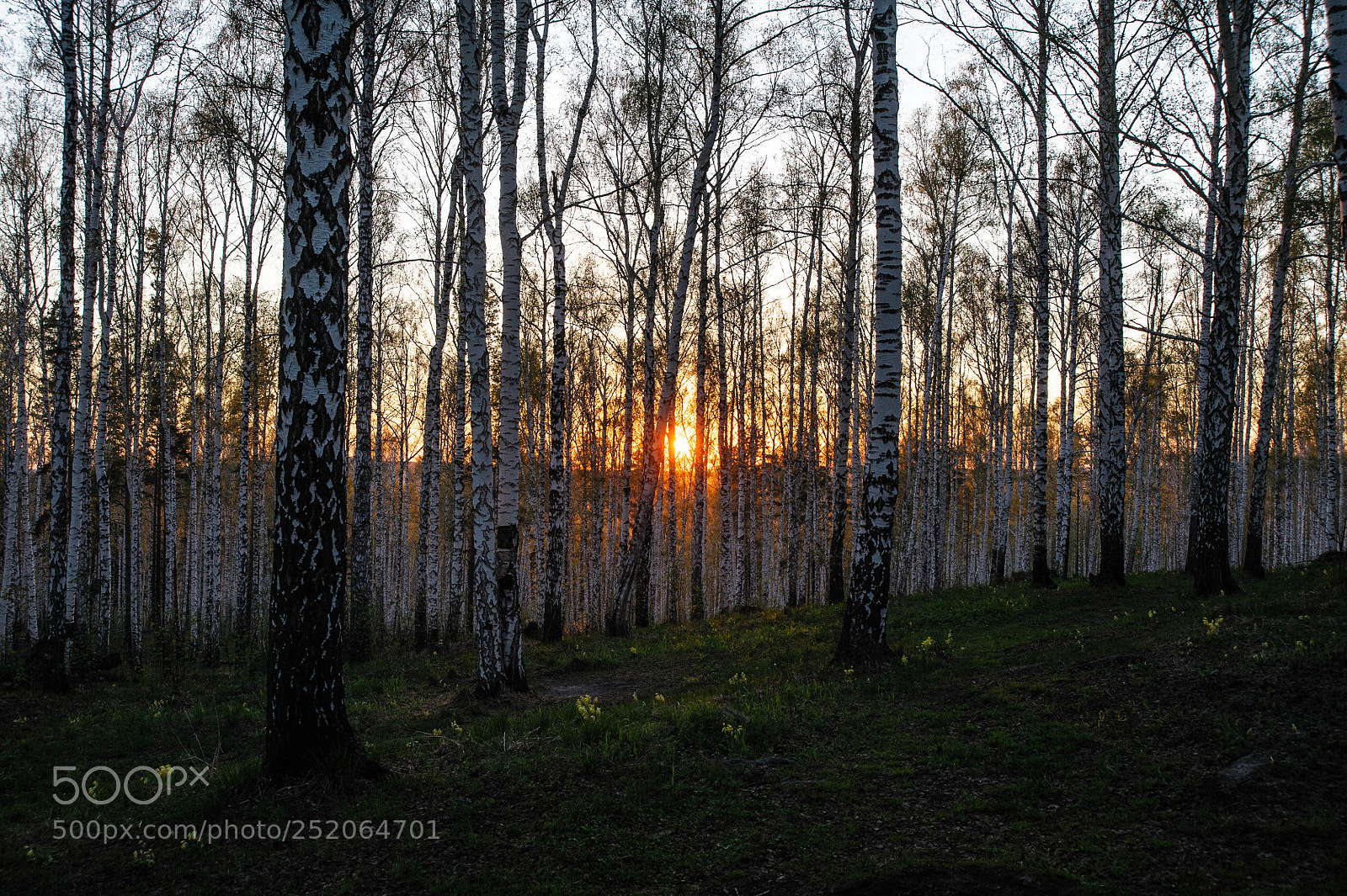 Nikon D700 sample photo. Берёзовая роща на шихане photography