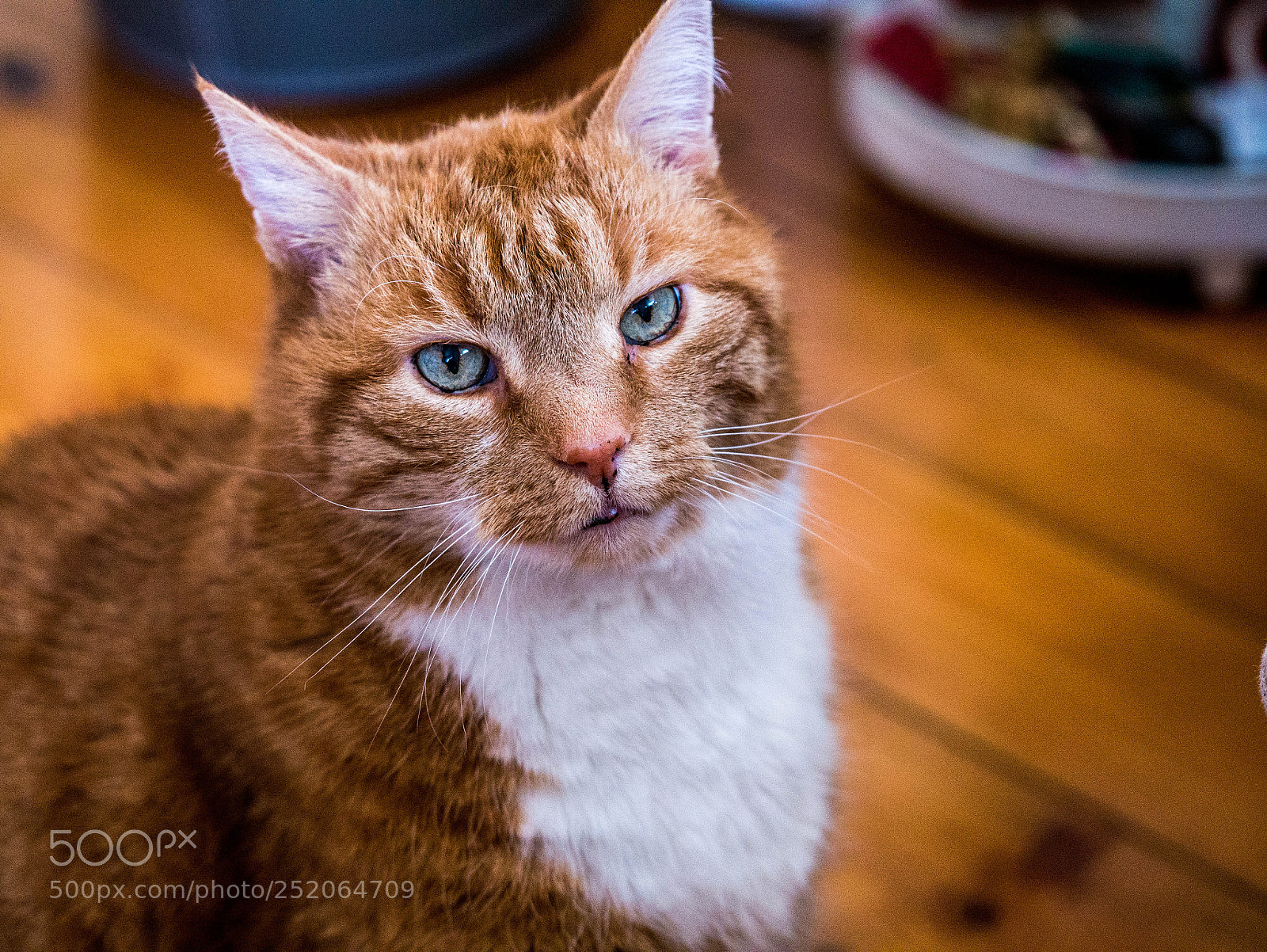 Panasonic DMC-G81 sample photo. Diese augen photography
