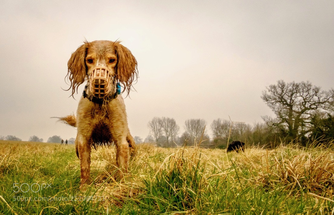 Fujifilm X-Pro2 sample photo. Keeper in a muzzle photography