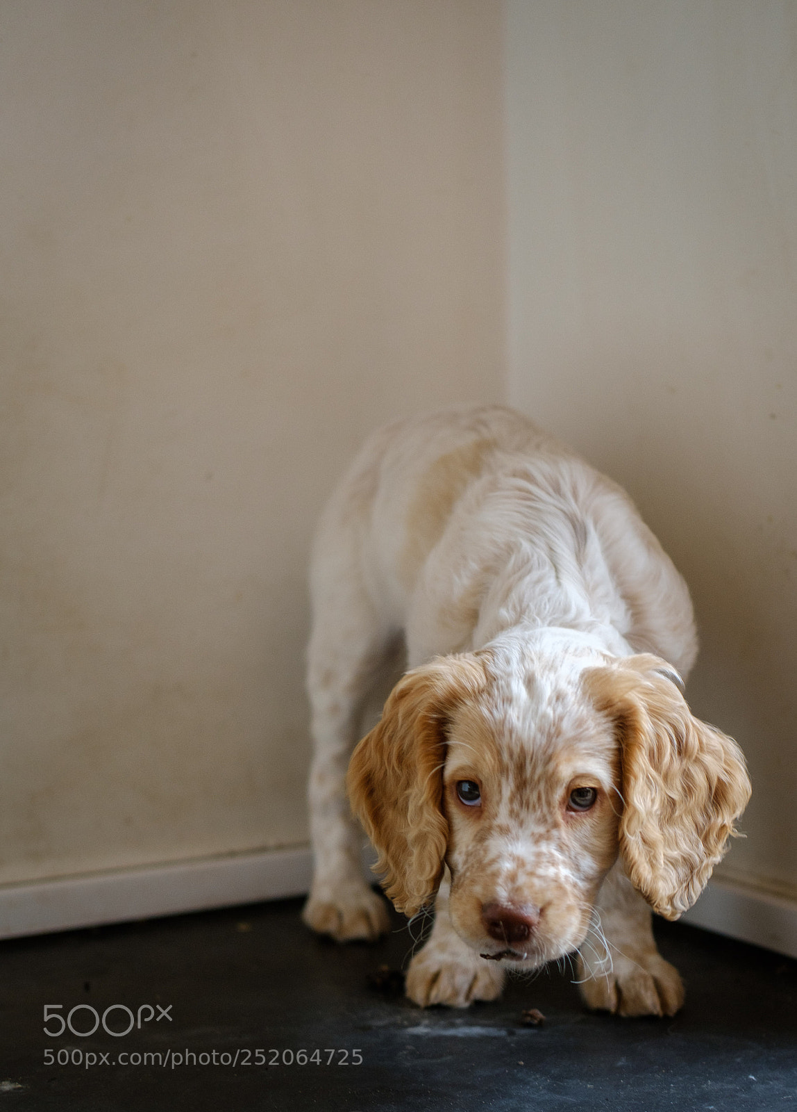 Fujifilm X-Pro2 sample photo. Keeper as a puppy photography