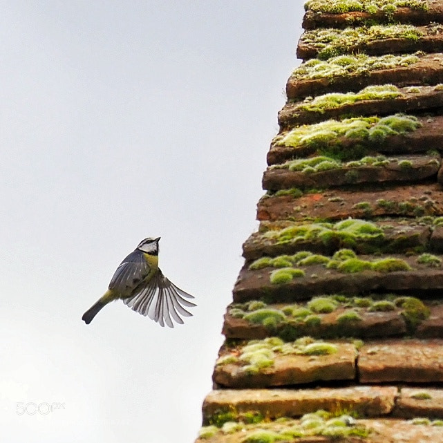 Olympus OM-D E-M1 Mark II sample photo. Blue tit photography