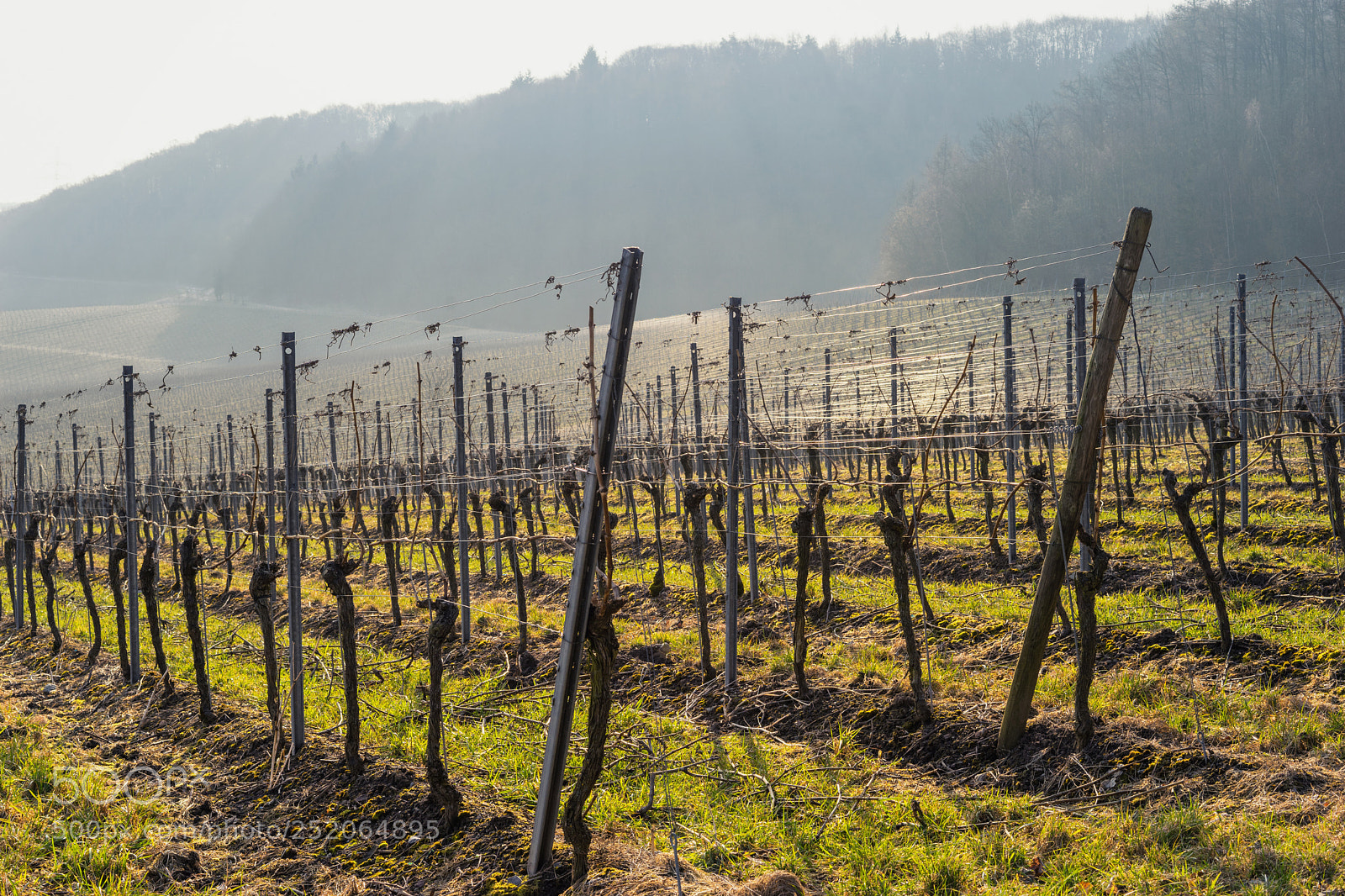 Sony a7 sample photo. Vineyard landscape view in photography