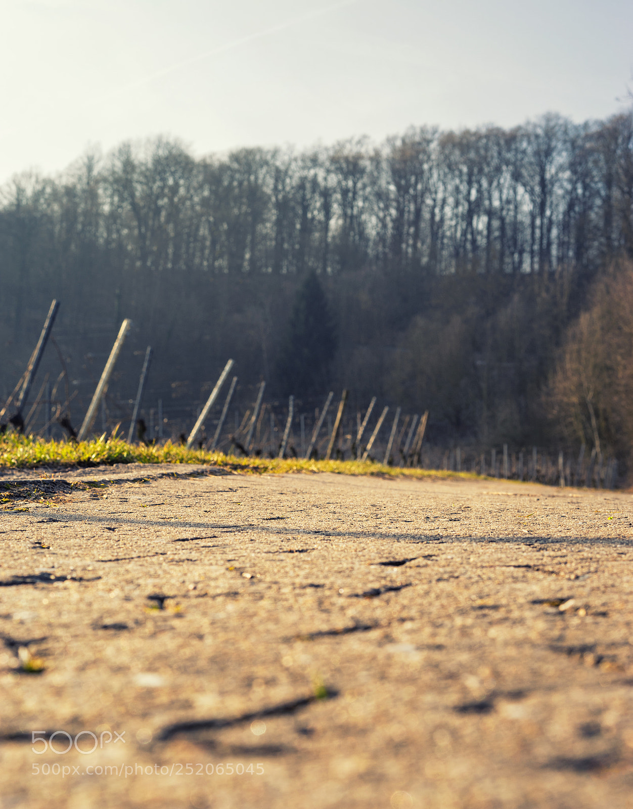 Sony a7 sample photo. Low angle vineyard view photography
