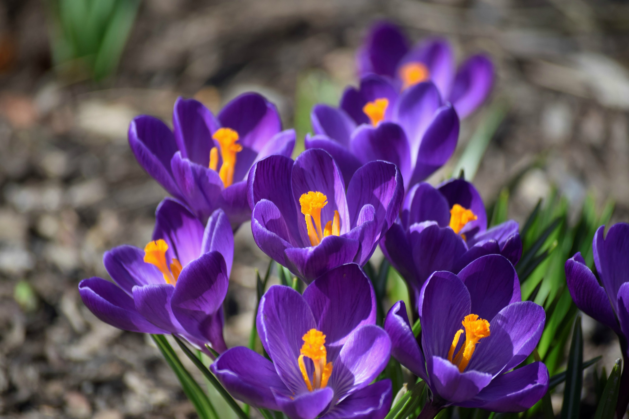 Nikon D5300 sample photo. "being brought to bed of crocuses..." photography