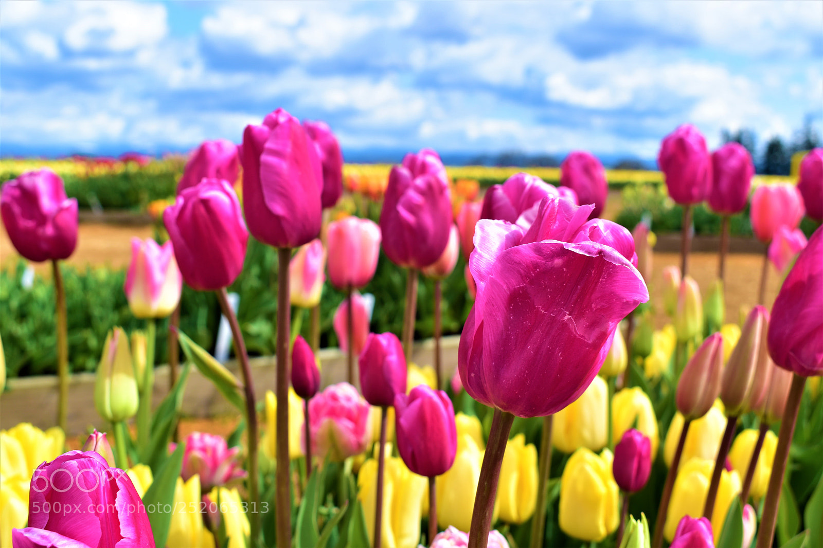 Nikon D5500 sample photo. Tulip farm photography