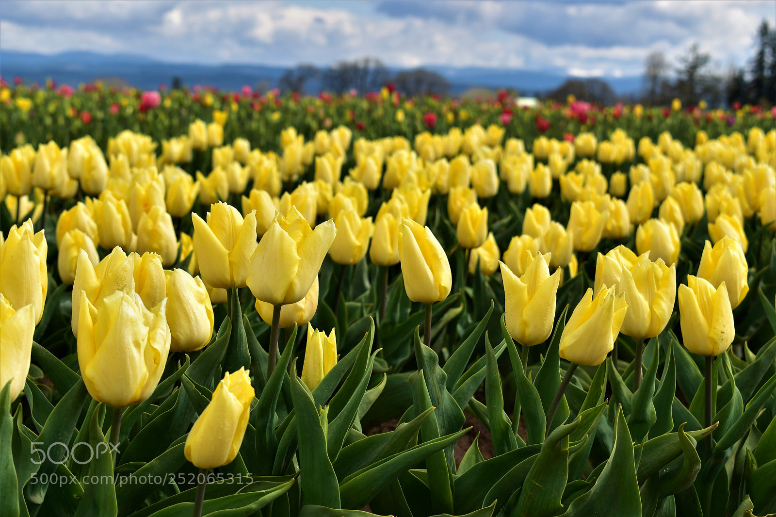 Nikon D5500 sample photo. Tulip farm photography
