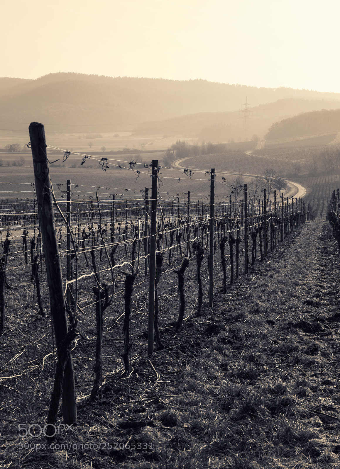 Sony a7 sample photo. Romantic vineyard landscape view photography