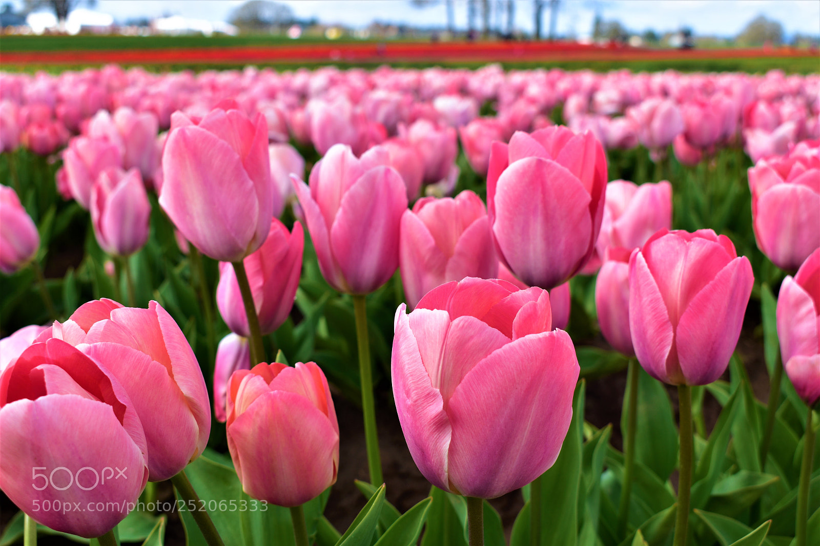 Nikon D5500 sample photo. Tulip farm photography