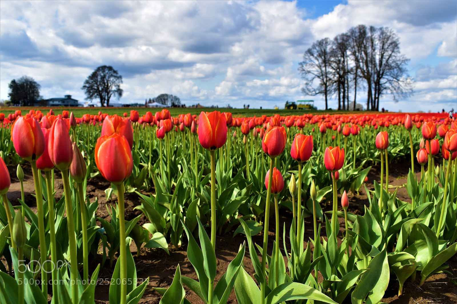 Nikon D5500 sample photo. Tulip farm photography