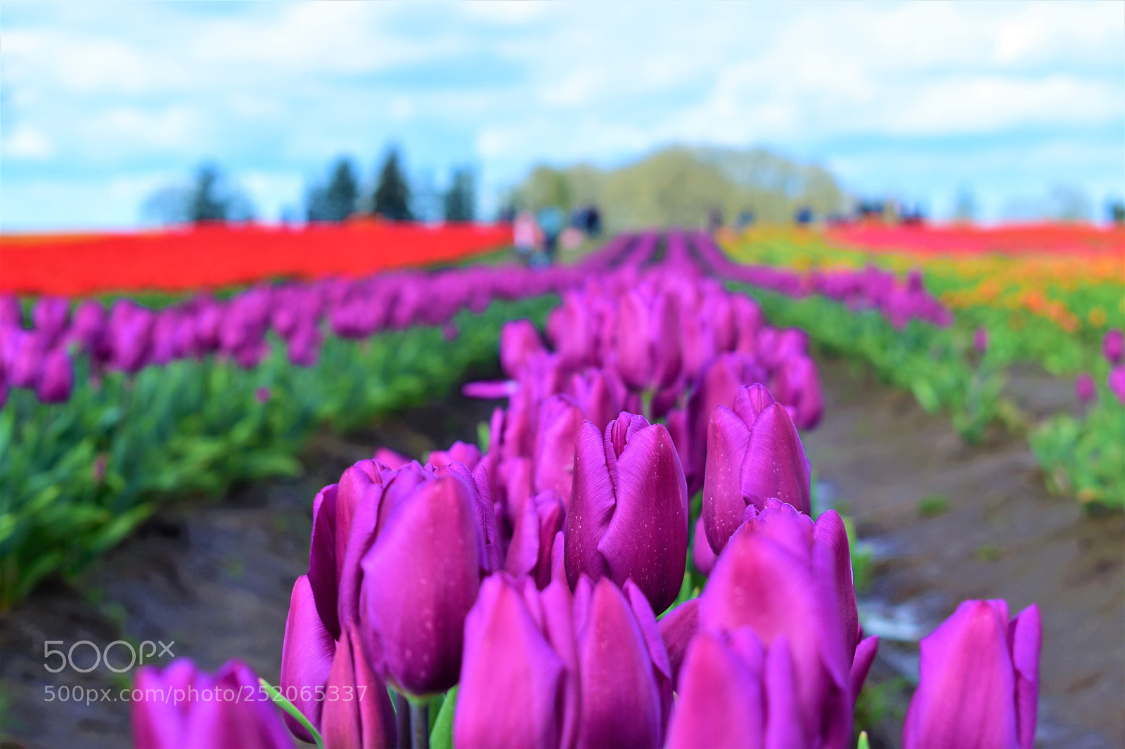 Nikon D5500 sample photo. Tulip farm photography